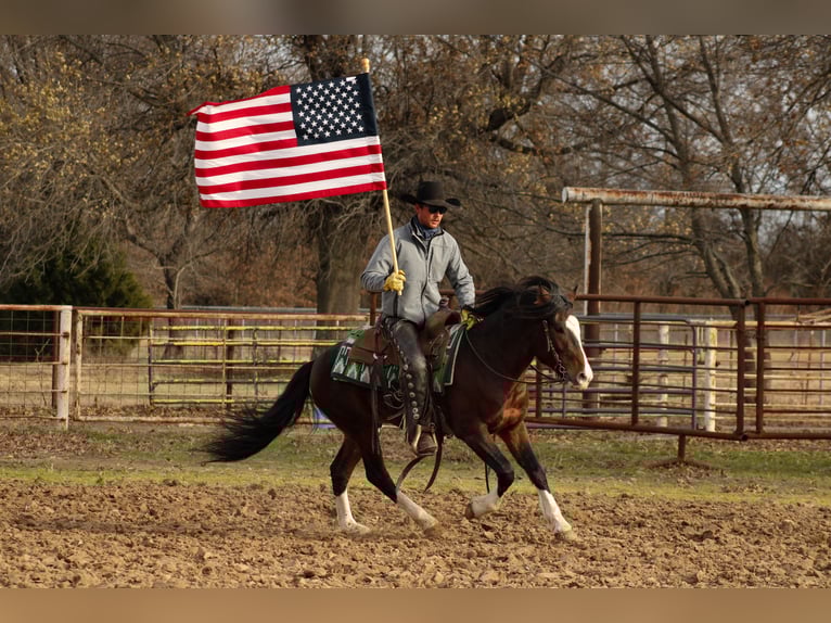 Altri pony/cavalli di piccola taglia Castrone 5 Anni 142 cm Pezzato in Baxter Springs