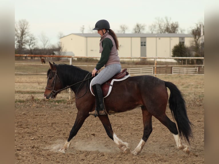 Altri pony/cavalli di piccola taglia Castrone 5 Anni 142 cm Pezzato in Baxter Springs