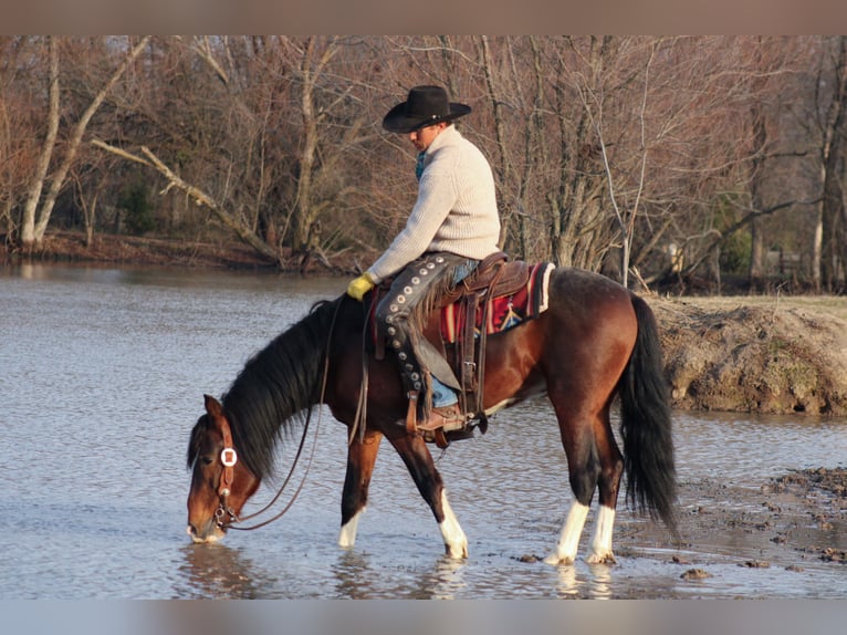 Altri pony/cavalli di piccola taglia Castrone 5 Anni 142 cm Pezzato in Baxter Springs
