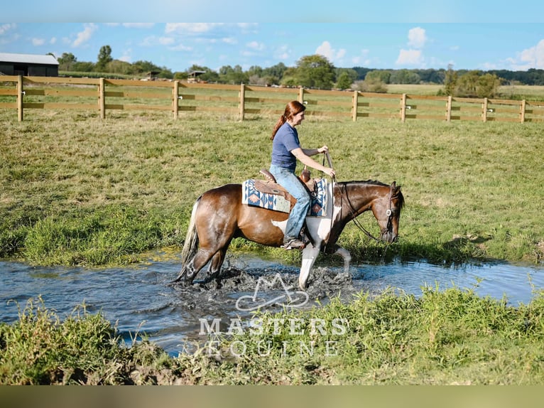 Altri pony/cavalli di piccola taglia Mix Castrone 5 Anni 142 cm Pezzato in Orrville