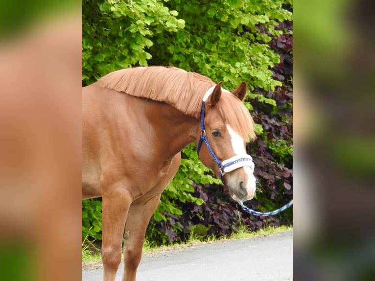 Altri pony/cavalli di piccola taglia Castrone 5 Anni 142 cm Sauro in Verl