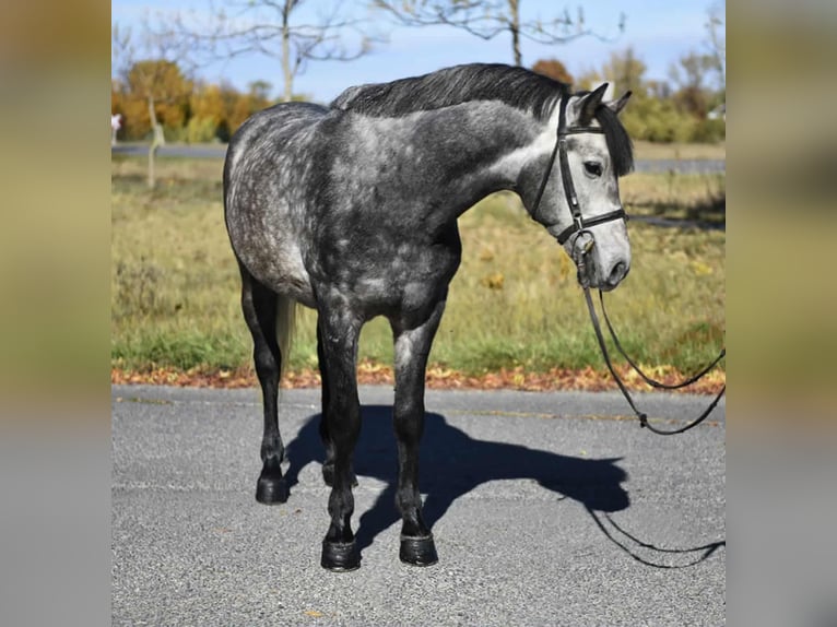 Altri pony/cavalli di piccola taglia Castrone 5 Anni 145 cm Grigio pezzato in H&#xF3;dmez&#x151;v&#xE1;s&#xE1;rhely