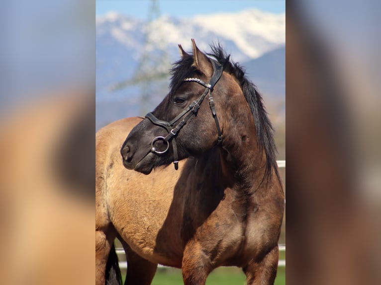 Altri pony/cavalli di piccola taglia Castrone 5 Anni 145 cm Grullo in Kirchbichl