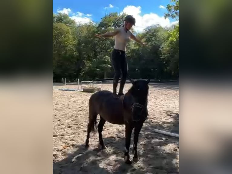 Altri pony/cavalli di piccola taglia Castrone 5 Anni 146 cm Morello in Braunschweig