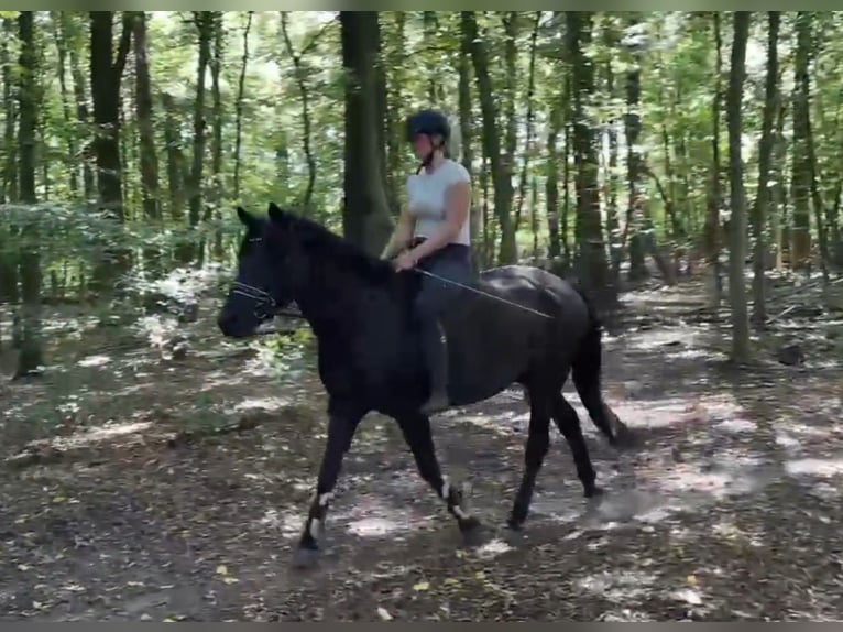 Altri pony/cavalli di piccola taglia Castrone 5 Anni 146 cm Morello in Braunschweig
