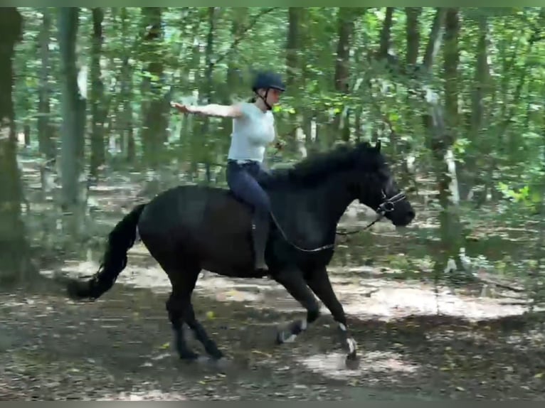 Altri pony/cavalli di piccola taglia Castrone 5 Anni 146 cm Morello in Braunschweig