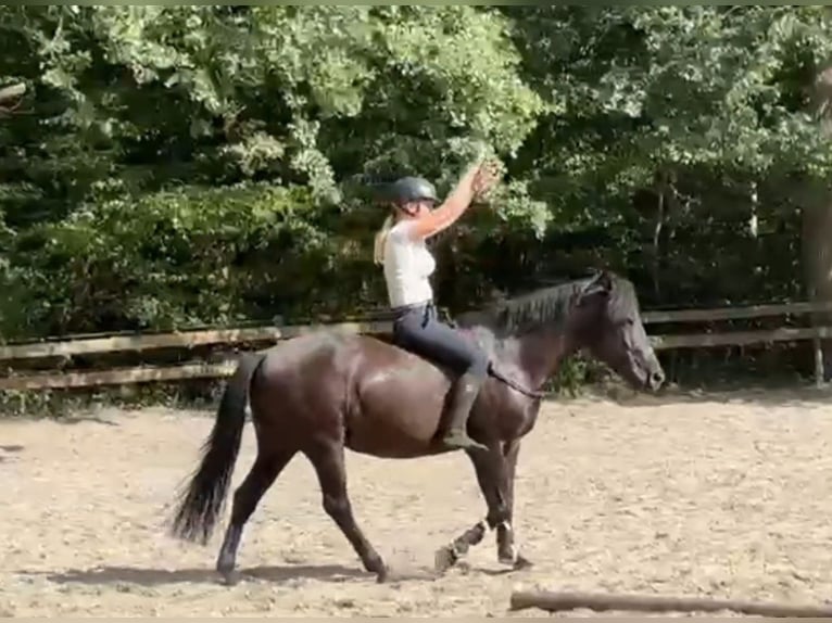 Altri pony/cavalli di piccola taglia Castrone 5 Anni 146 cm Morello in Braunschweig