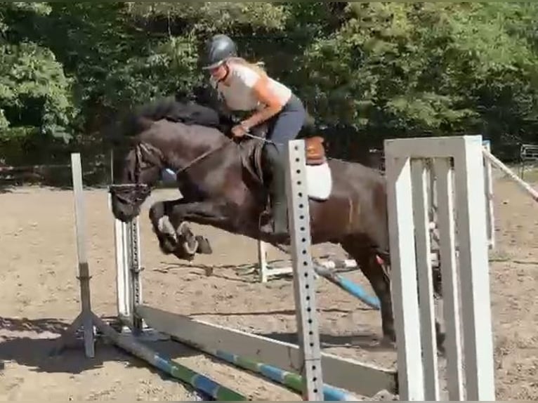Altri pony/cavalli di piccola taglia Castrone 5 Anni 146 cm Morello in Braunschweig