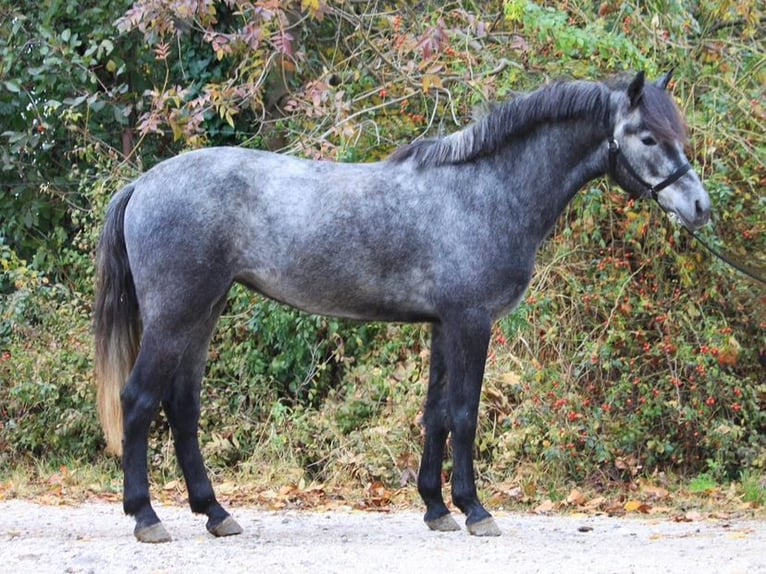 Altri pony/cavalli di piccola taglia Castrone 5 Anni 147 cm Grigio pezzato in Debrecen