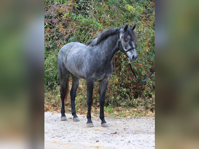 Altri pony/cavalli di piccola taglia Castrone 5 Anni 147 cm Grigio pezzato in Debrecen