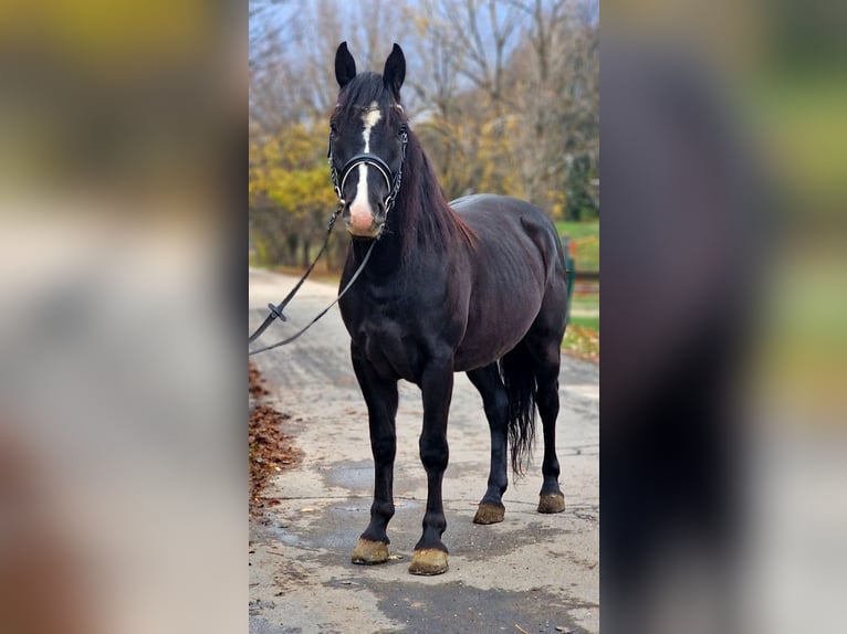 Altri pony/cavalli di piccola taglia Castrone 5 Anni 147 cm Morello in Gyula
