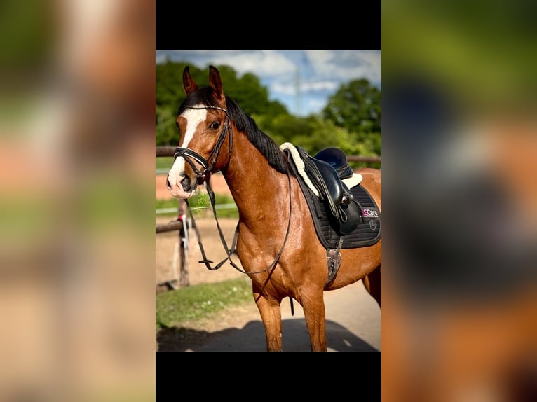 Altri pony/cavalli di piccola taglia Castrone 5 Anni 148 cm Baio in Bexbach