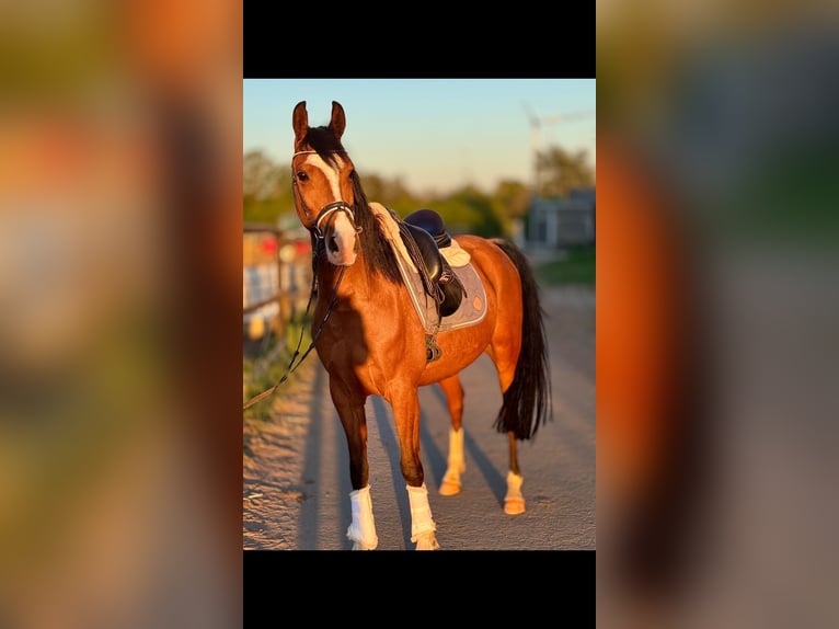 Altri pony/cavalli di piccola taglia Castrone 5 Anni 148 cm Baio in Bexbach