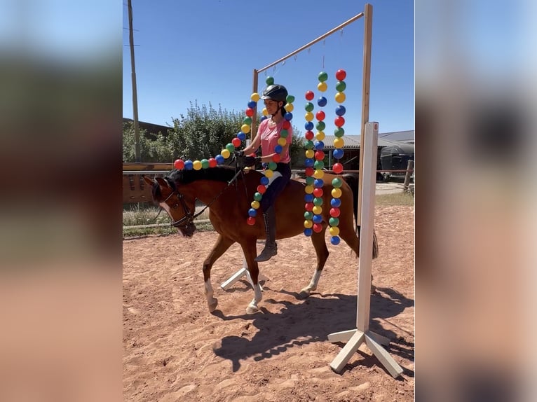 Altri pony/cavalli di piccola taglia Castrone 5 Anni 148 cm Baio in Bexbach