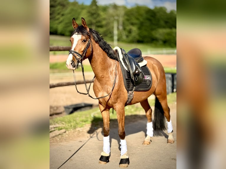 Altri pony/cavalli di piccola taglia Castrone 5 Anni 148 cm Baio in Bexbach