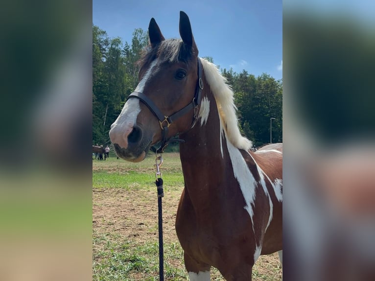 Altri pony/cavalli di piccola taglia Mix Castrone 5 Anni 148 cm Leopard in Gietrzwałd