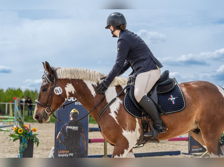 Altri pony/cavalli di piccola taglia Mix Castrone 5 Anni 148 cm Leopard in Gietrzwałd