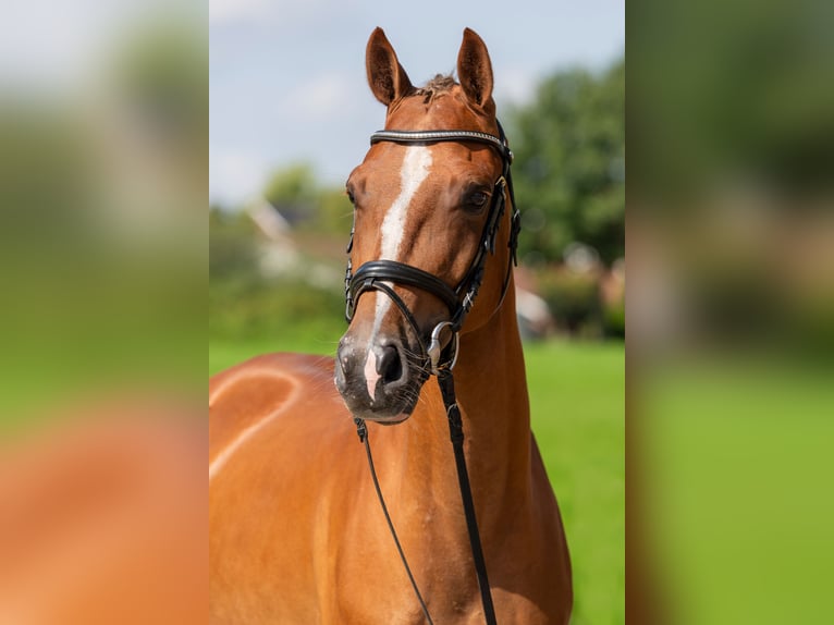 Altri pony/cavalli di piccola taglia Castrone 5 Anni 148 cm Sauro in Bad Bentheim