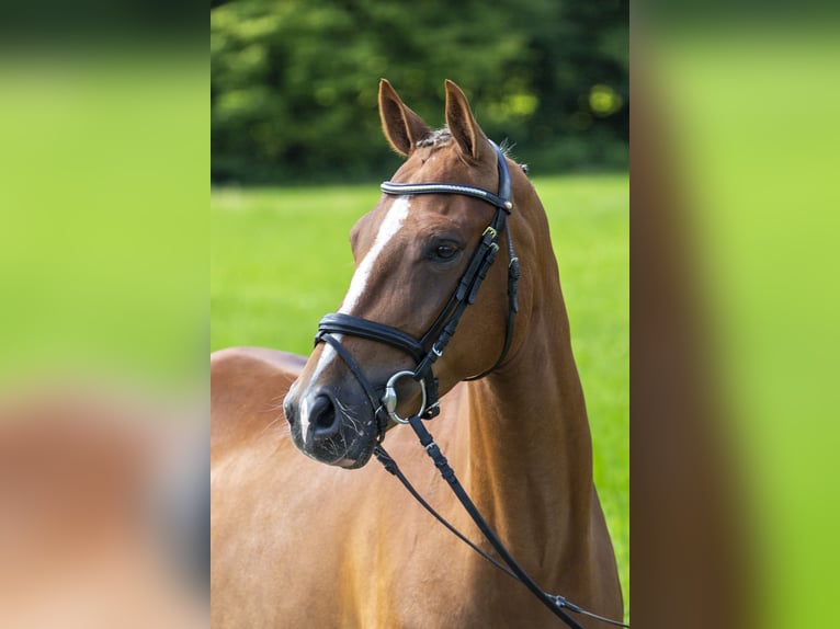 Altri pony/cavalli di piccola taglia Castrone 5 Anni 148 cm Sauro in Bad Bentheim