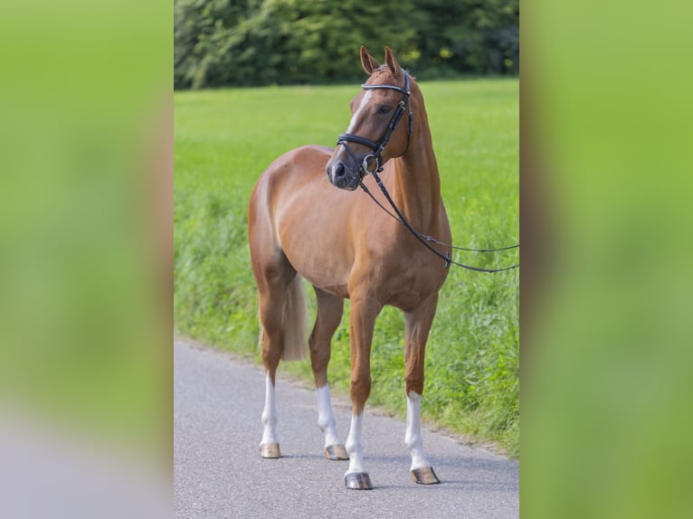 Altri pony/cavalli di piccola taglia Castrone 5 Anni 148 cm Sauro in Bad Bentheim