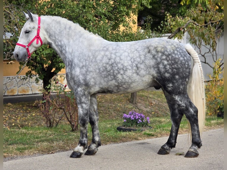 Altri pony/cavalli di piccola taglia Castrone 5 Anni 149 cm Grigio in B&#xE9;k&#xE9;scsaba