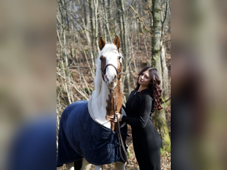 Altri pony/cavalli di piccola taglia Mix Castrone 5 Anni 150 cm Pezzato in Netphen
