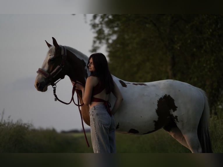 Altri pony/cavalli di piccola taglia Mix Castrone 5 Anni 150 cm Pezzato in Netphen