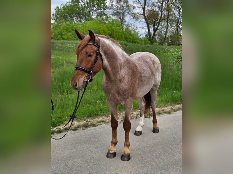 Altri pony/cavalli di piccola taglia Castrone 5 Anni 150 cm Roano rosso in Neu Gaarz