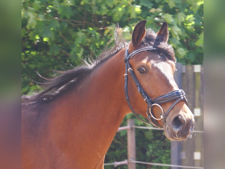 Altri pony/cavalli di piccola taglia Castrone 5 Anni 152 cm Baio in Velpke