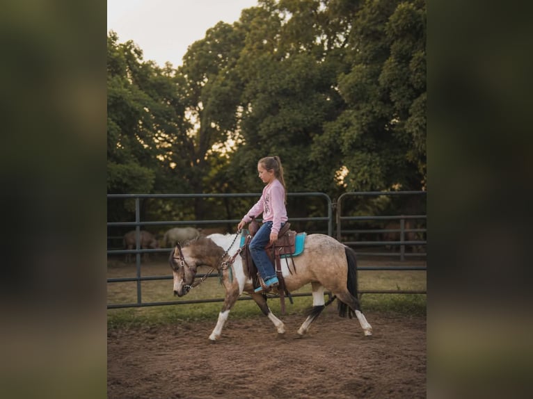 Altri pony/cavalli di piccola taglia Castrone 5 Anni 152 cm Pezzato in Whitesboro