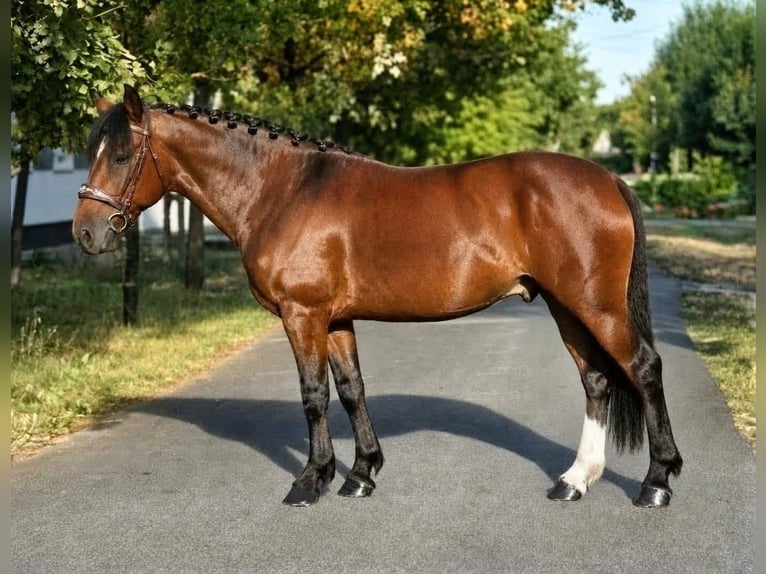 Altri pony/cavalli di piccola taglia Castrone 5 Anni 153 cm Baio in Békéscsaba