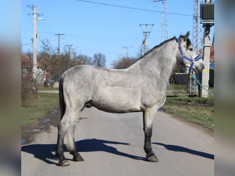 Altri pony/cavalli di piccola taglia Castrone 5 Anni 153 cm Grigio in Békés