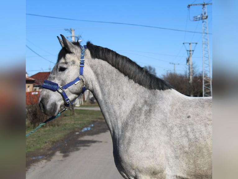 Altri pony/cavalli di piccola taglia Castrone 5 Anni 153 cm Grigio in Békés