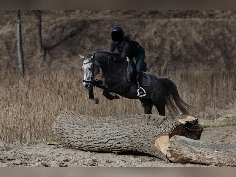 Altri pony/cavalli di piccola taglia Castrone 5 Anni 154 cm  in Rickling
