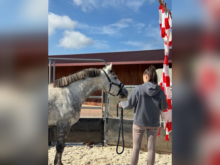Altri pony/cavalli di piccola taglia Mix Castrone 5 Anni 154 cm Grigio pezzato in Schopfheim