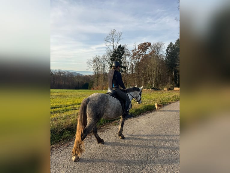 Altri pony/cavalli di piccola taglia Mix Castrone 5 Anni 154 cm Grigio pezzato in Schopfheim