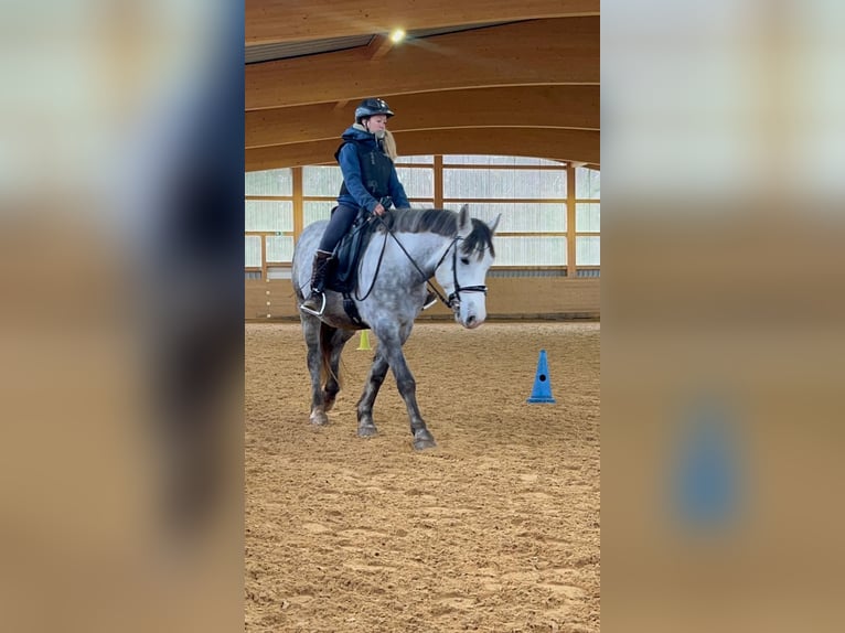 Altri pony/cavalli di piccola taglia Mix Castrone 5 Anni 154 cm Grigio pezzato in Schopfheim