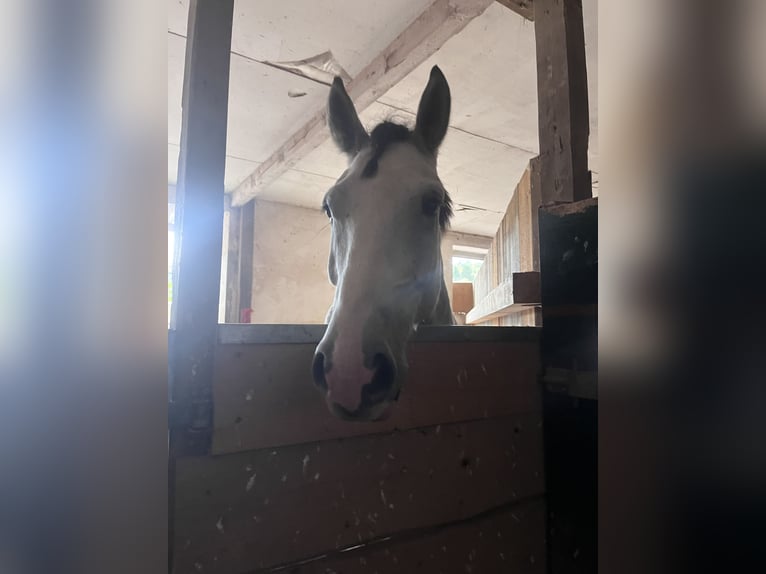 Altri pony/cavalli di piccola taglia Mix Castrone 5 Anni 154 cm Grigio pezzato in Schopfheim