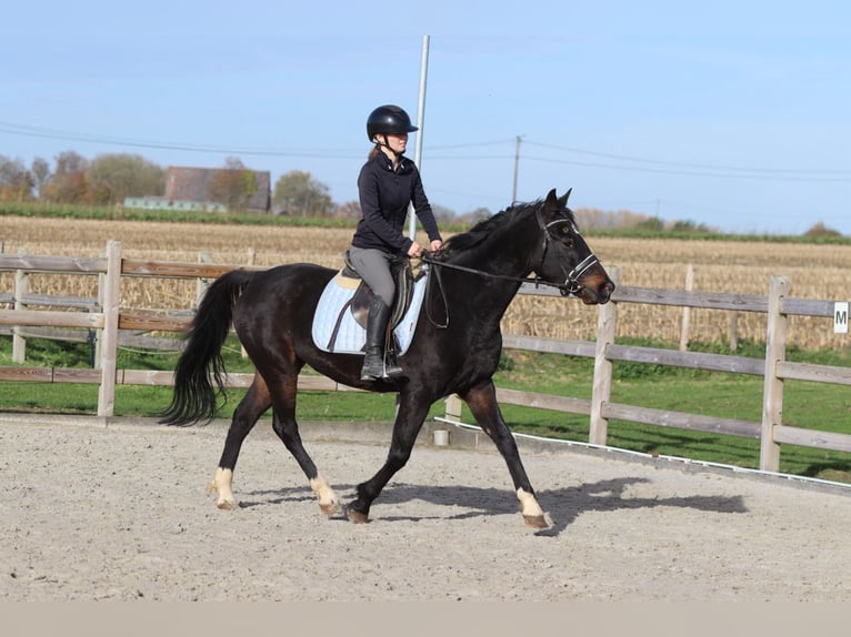 Altri pony/cavalli di piccola taglia Castrone 5 Anni 154 cm Morello in Bogaarden