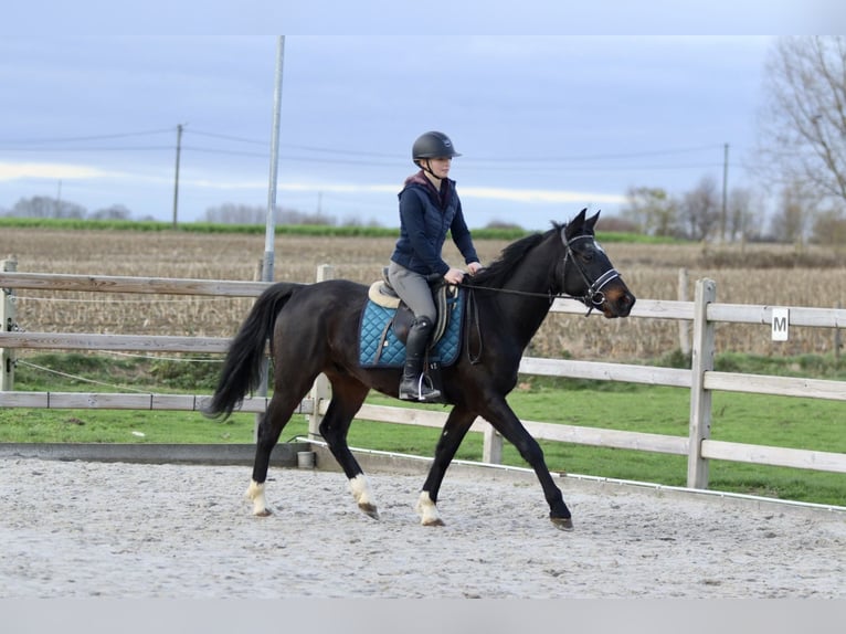 Altri pony/cavalli di piccola taglia Castrone 5 Anni 154 cm Morello in Bogaarden