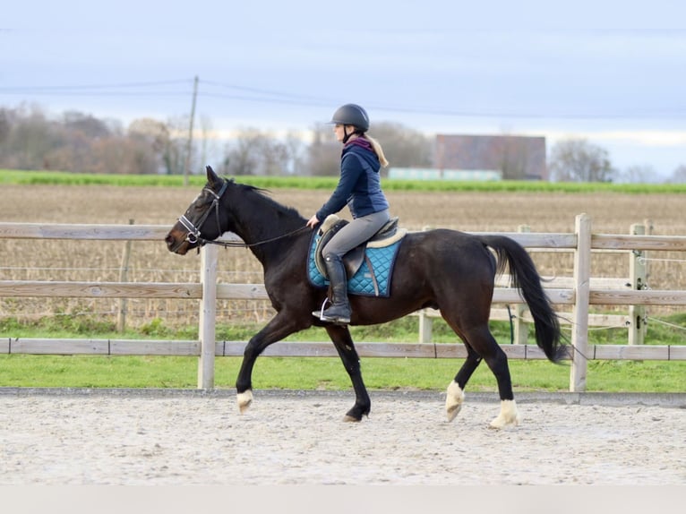 Altri pony/cavalli di piccola taglia Castrone 5 Anni 154 cm Morello in Bogaarden