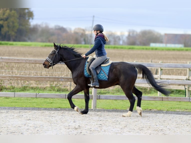 Altri pony/cavalli di piccola taglia Castrone 5 Anni 154 cm Morello in Bogaarden
