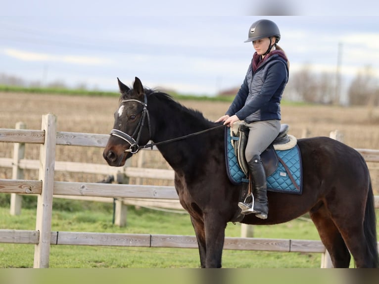 Altri pony/cavalli di piccola taglia Castrone 5 Anni 154 cm Morello in Bogaarden