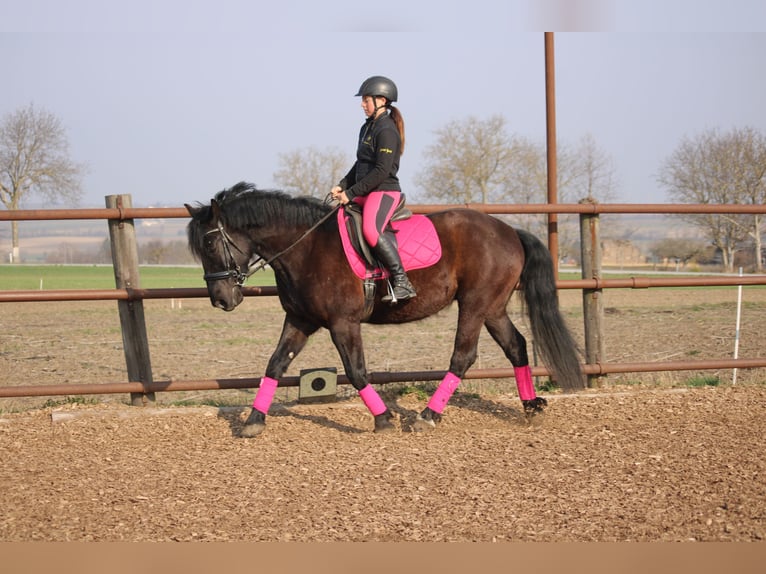 Altri pony/cavalli di piccola taglia Mix Castrone 5 Anni 155 cm Morello in Hohenruppersddorf