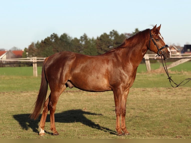 Altri pony/cavalli di piccola taglia Mix Castrone 5 Anni 155 cm Sauro in Dortmund