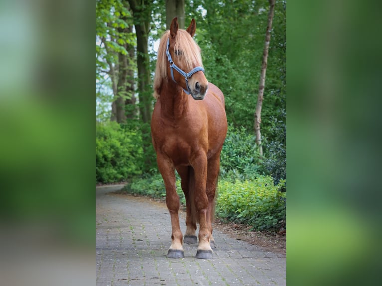 Altri pony/cavalli di piccola taglia Mix Castrone 5 Anni 155 cm Sauro in Neuenkirchen