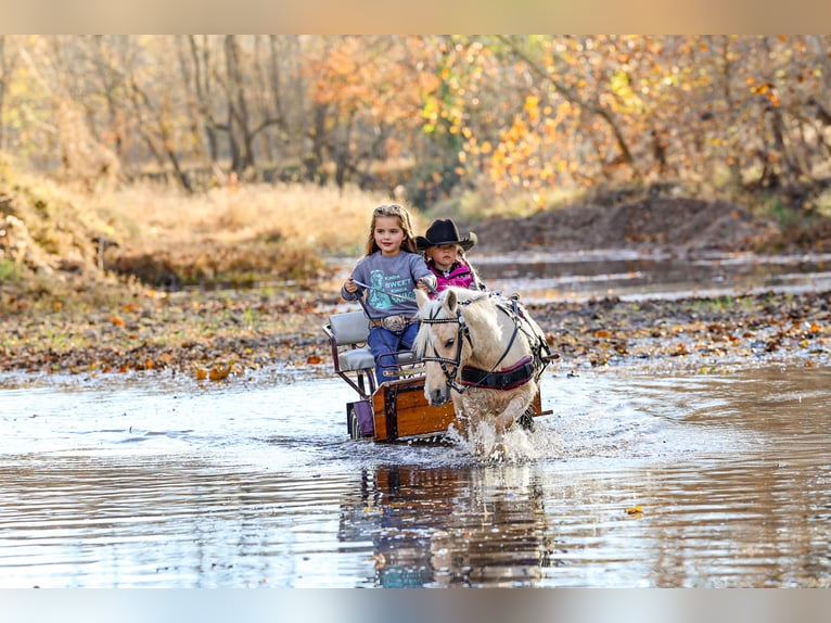 Altri pony/cavalli di piccola taglia Castrone 5 Anni 86 cm Palomino in Sedalia
