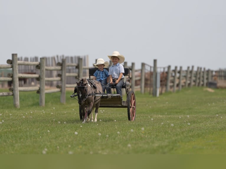Altri pony/cavalli di piccola taglia Castrone 5 Anni 86 cm in Nevis, MN