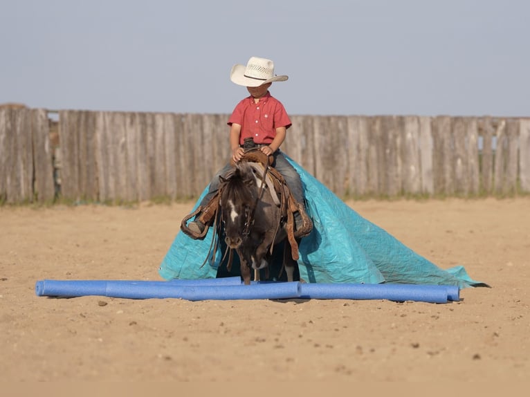 Altri pony/cavalli di piccola taglia Castrone 5 Anni 86 cm in Nevis, MN
