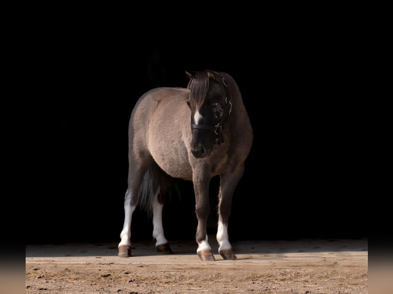 Altri pony/cavalli di piccola taglia Castrone 5 Anni 86 cm in Nevis, MN